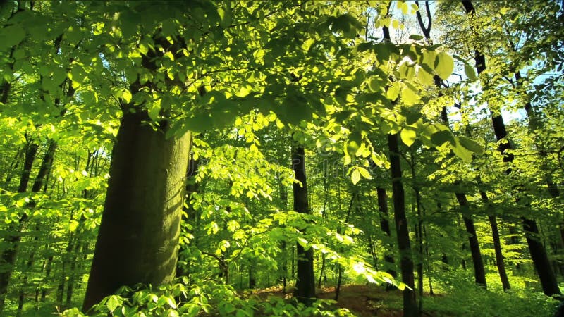 El sol hermoso irradia cae a través de follaje verde fresco en un bosque de la haya