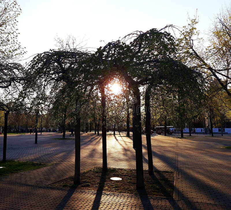 El sol poniente brilla a través del follaje de los árboles en el parque fotos de archivo libres de regalías El sol poniente brilla a través del follaje de los árboles en el parque fotos de archivo libres de regalías