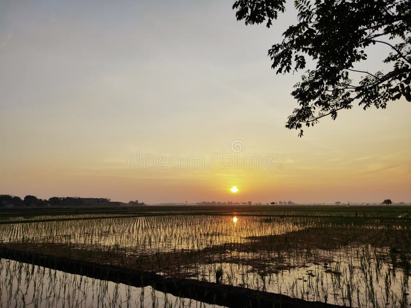 El Sol Sale Desde El Este De Los Arrozales Y De La Silueta Imagen de