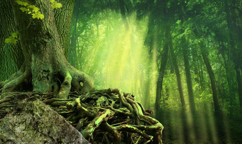El Sol Verde De La Selva Oscura Raya El árbol Antiguo Con Raíces  Entrelazadas Y Roca Foto de archivo - Imagen de frondoso, piedra: 187778694