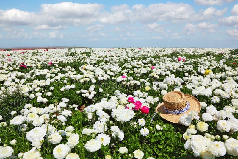 El Sombrero En El Campo De Las Flores Blancas Foto de archivo - Imagen de  verano, resorte: 14361624