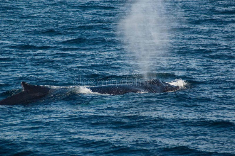 El soplar de la ballena de Humpback imagen de archivo El soplar de la ballena de Humpback imagen de archivo