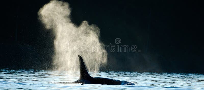 El soplar de la orca de la orca fotos de archivo El soplar de la orca de la orca fotos de archivo