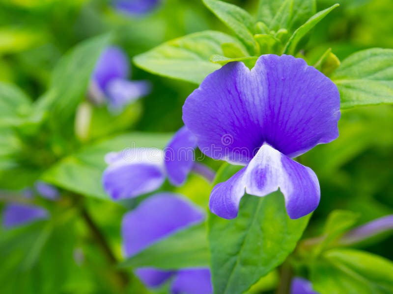 El sororia de la viola, conocido comúnmente como la violeta azul común, es una planta perenne herbácea de tallo corto fotos de archivo