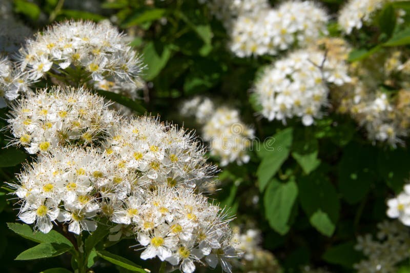 El spirea de Bush florece el primer, blanco fotos de archivo El spirea de Bush florece el primer, blanco fotos de archivo