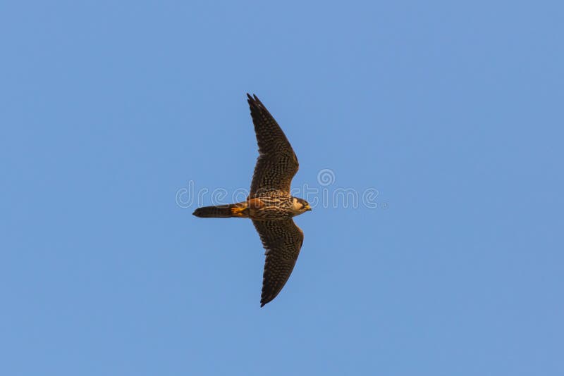 El subbuteo eurasiático de la afición o de Falco del pájaro depredador vuela en cielo azul fotografía de archivo libre de regalías El subbuteo eurasiático de la afición o de Falco del pájaro depredador vuela en cielo azul fotografía de archivo libre de regalías