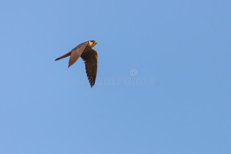 El subbuteo eurasiático de la afición o de Falco del pájaro depredador vuela en cielo azul fotografía de archivo libre de regalías El subbuteo eurasiático de la afición o de Falco del pájaro depredador vuela en cielo azul fotografía de archivo libre de regalías