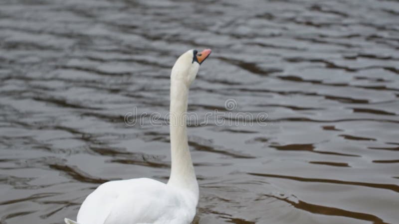 El swan bebe agua