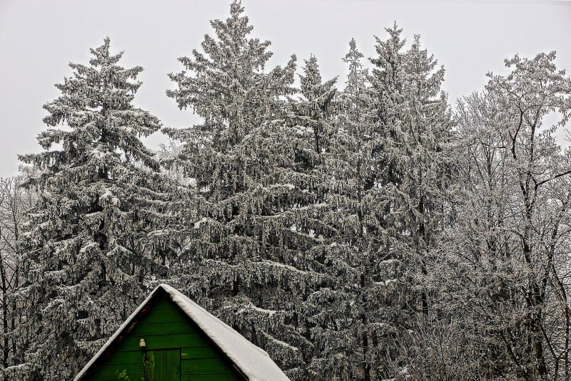 El tejado de la casa de madera verde al borde de un bosque del invierno imagenes de archivo El tejado de la casa de madera verde al borde de un bosque del invierno imagenes de archivo