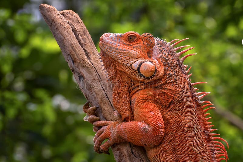 Iguana roja imagen de archivo. Imagen de copia, reptil - 7261381