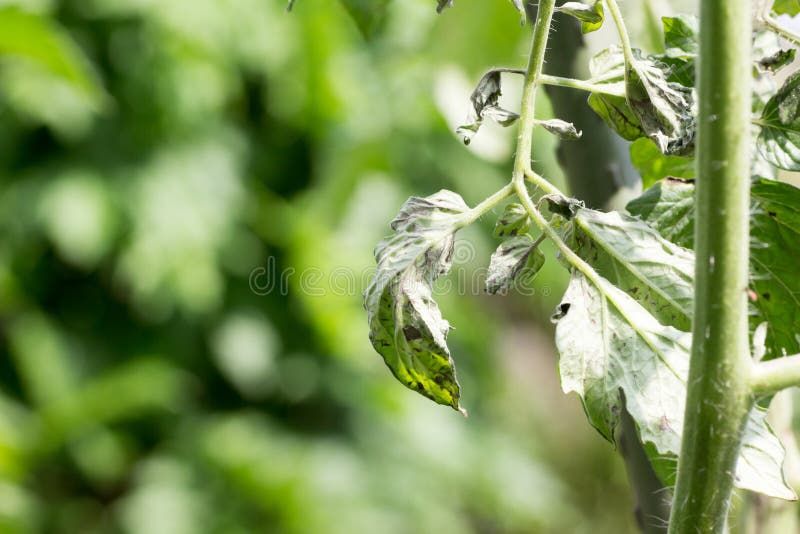 El tomate infectado de la planta de tomate manchado se marchita virus también conocido como TS fotos de archivo El tomate infectado de la planta de tomate manchado se marchita virus también conocido como TS fotos de archivo