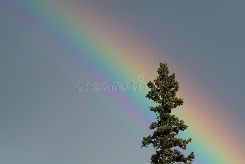 El top del árbol de la picea aclaró por un arco iris fotos de archivo libres de regalías El top del árbol de la picea aclaró por un arco iris fotos de archivo libres de regalías