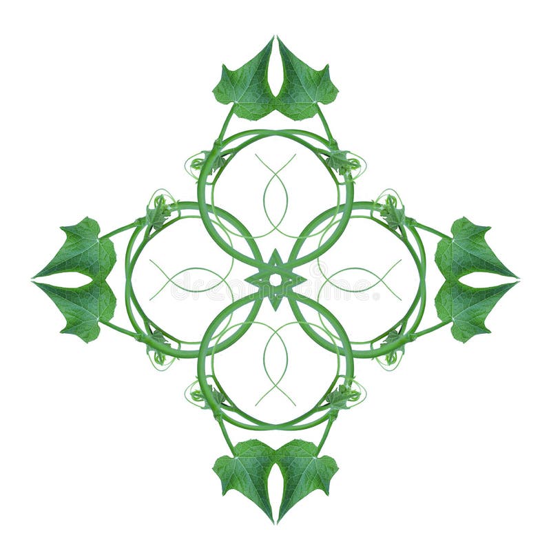 El top único de las formas de hoja una frontera aislada del bosque con un fondo blanco, disposición creativa, se puede utilizar c libre illustration El top único de las formas de hoja una frontera aislada del bosque con un fondo blanco, disposición creativa, se puede utilizar c libre illustration