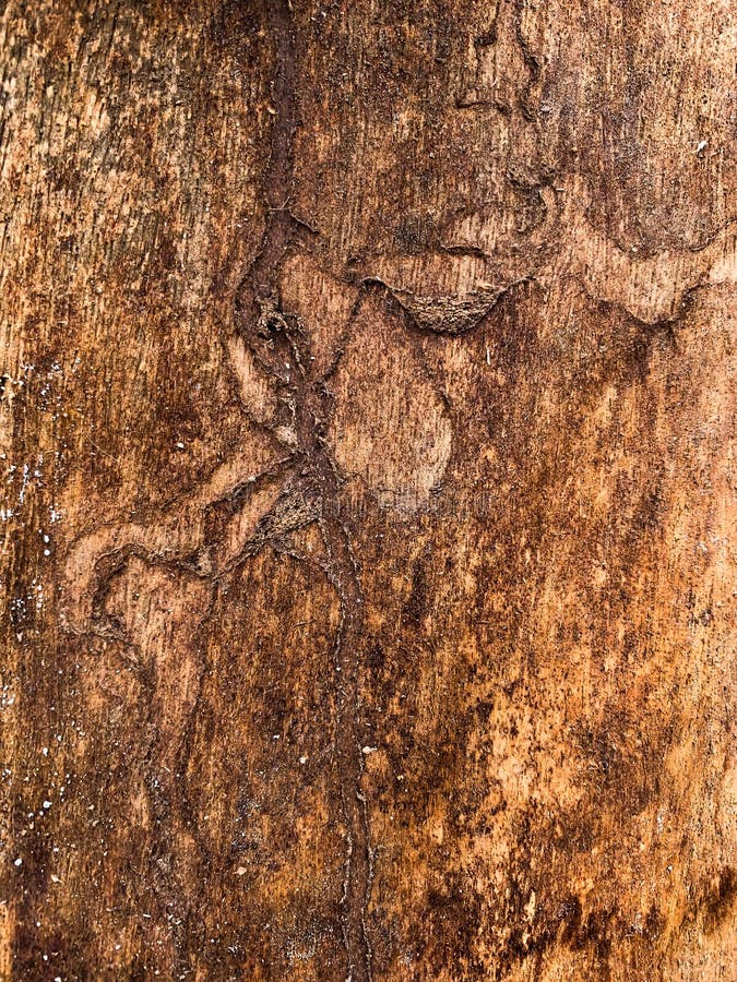 El tronco de ?rbol viejo imágenes de archivo libres de regalías El tronco de ?rbol viejo imágenes de archivo libres de regalías