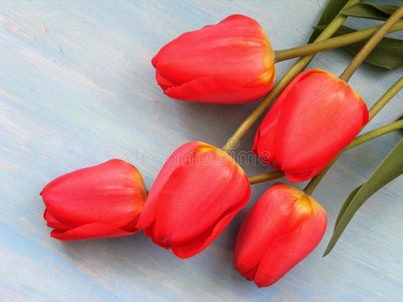 El tulipán rojo florece en fondo de madera azul con el espacio de la copia. Flores rojas del tulipán en fondo de madera azul