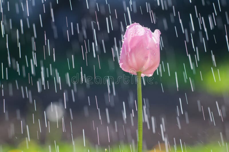 El tulipán rosa claro en el fondo de la lluvia cae pistas fotos de archivo El tulipán rosa claro en el fondo de la lluvia cae pistas fotos de archivo