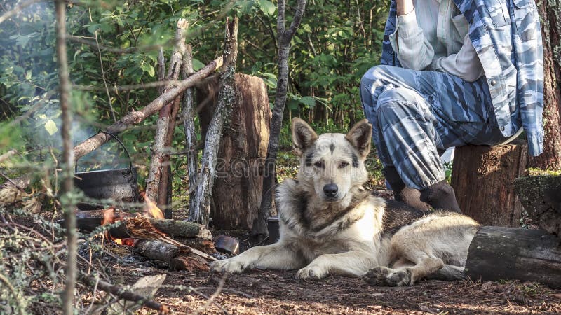 El turista prepara la comida en un hongo que se sienta en un tocón en ropa del camuflaje al lado de un perro cerca de un fuego imagenes de archivo El turista prepara la comida en un hongo que se sienta en un tocón en ropa del camuflaje al lado de un perro cerca de un fuego imagenes de archivo
