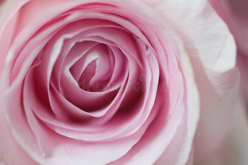 El té híbrido rosado se levantó fotografía de archivo libre de regalías El té híbrido rosado se levantó fotografía de archivo libre de regalías