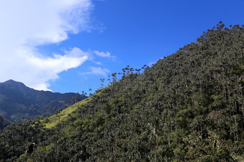 El valle de Cocora un paisaje encantador se elevó encima por las palmas de cera gigantes famosas Salento, Colombia foto de archivo El valle de Cocora un paisaje encantador se elevó encima por las palmas de cera gigantes famosas Salento, Colombia foto de archivo