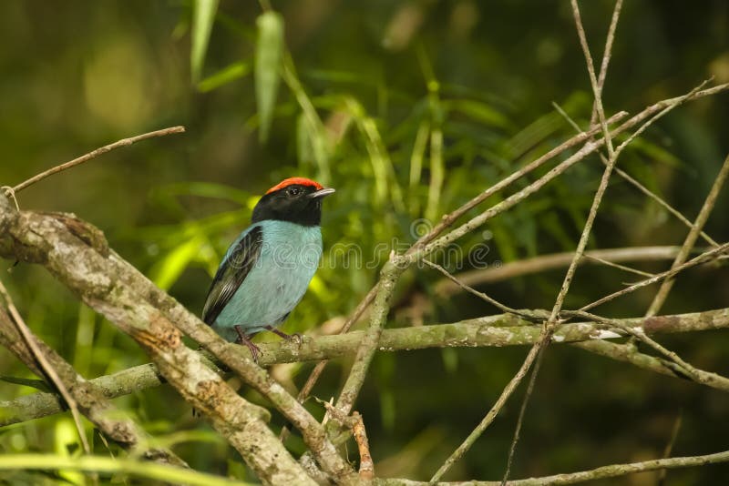 El varón adulto Manakin azul/Trago-ató Manakin (Chiroxiphia) fotos de archivo El varón adulto Manakin azul/Trago-ató Manakin (Chiroxiphia) fotos de archivo