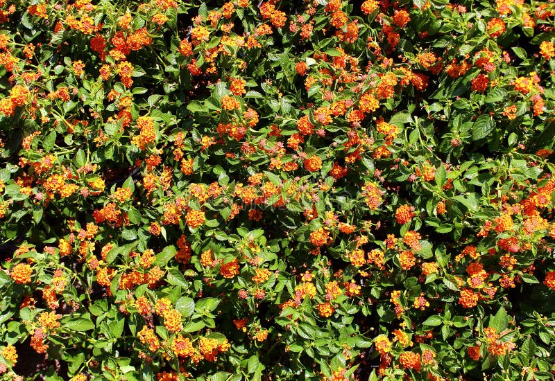 Fondo De Muchos Hilos Coloreados Entrelazados Foto de 