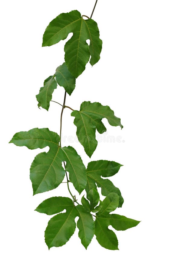 El verde de la fruta de la pasión deja la parra aislada en el backg blanco imagenes de archivo El verde de la fruta de la pasión deja la parra aislada en el backg blanco imagenes de archivo