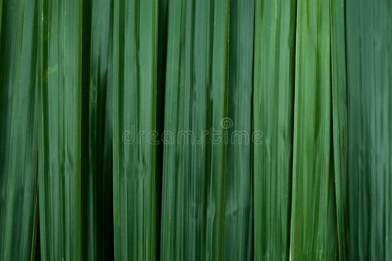 Fondo de hojas verdes imagen de archivo