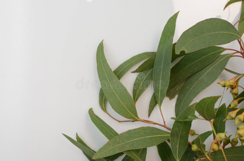 El verde deja el populus del eucalipto en el fondo blanco Endecha plana, visi?n superior imagen de archivo El verde deja el populus del eucalipto en el fondo blanco Endecha plana, visi?n superior imagen de archivo