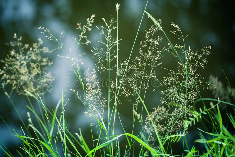 El verde hermoso hace heno el primer en el verano foto de archivo libre de regalías El verde hermoso hace heno el primer en el verano foto de archivo libre de regalías