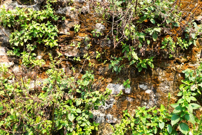 El verde se va en una pared con la superficie áspera fotografía de archivo El verde se va en una pared con la superficie áspera fotografía de archivo