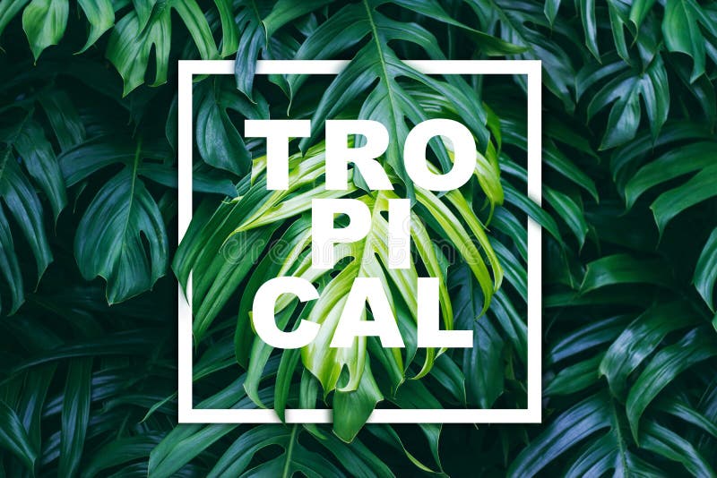 El verde tropical se va con el marco y el texto blancos libre illustration El verde tropical se va con el marco y el texto blancos libre illustration