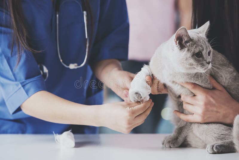 El veterinario de sexo femenino venda la pata del gato con el vendaje imágenes de archivo libres de regalías El veterinario de sexo femenino venda la pata del gato con el vendaje imágenes de archivo libres de regalías