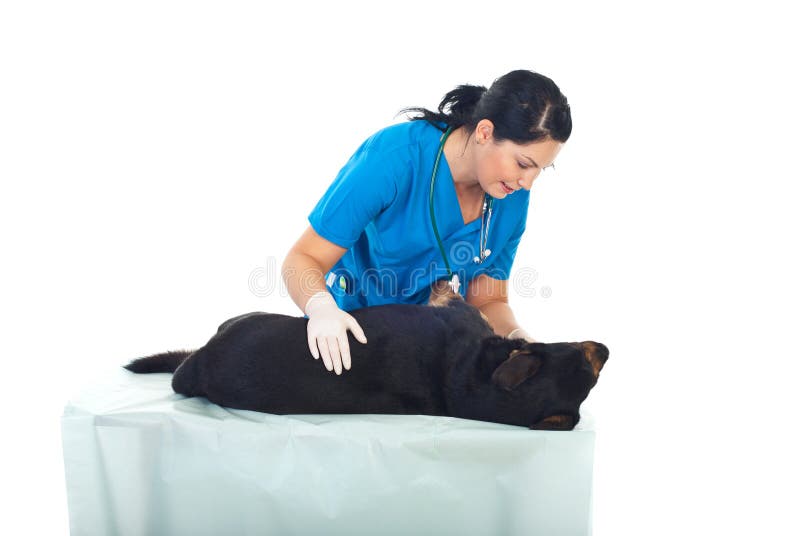 El veterinario examina el perro