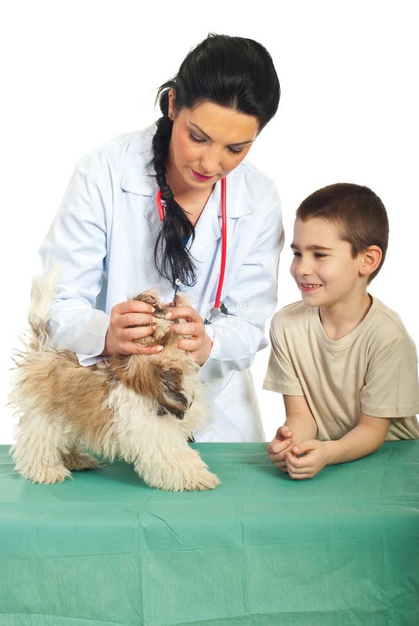 El veterinario examina la boca del perrito