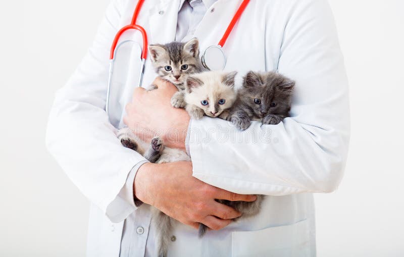 Man vet doctor holding many kittens cats for check health, animal pets check up. 3 Kittens in vet. Doctor hands holding mammal animal cats in veterinary clinic. Little fluffy kittens family group. Man vet doctor holding many kittens cats for check health, animal pets check up. 3 Kittens in vet. Doctor hands holding mammal animal cats in veterinary clinic. Little fluffy kittens family group