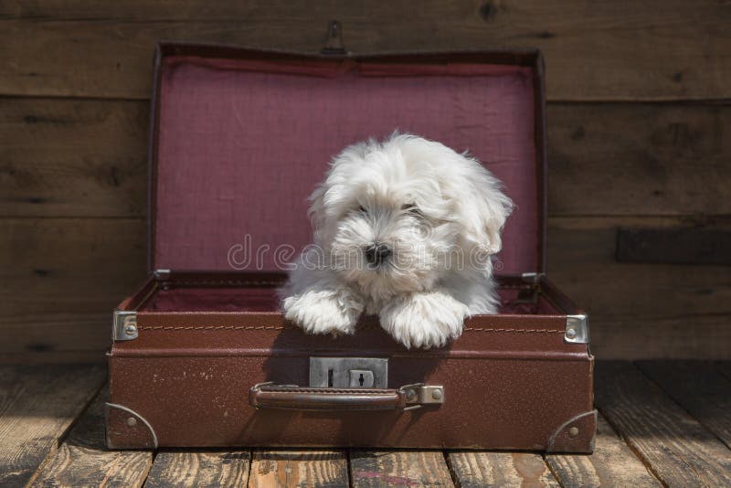 El viajar con un animal doméstico - perro de perrito que se sienta en una maleta - concepto foto de archivo libre de regalías El viajar con un animal doméstico - perro de perrito que se sienta en una maleta - concepto foto de archivo libre de regalías