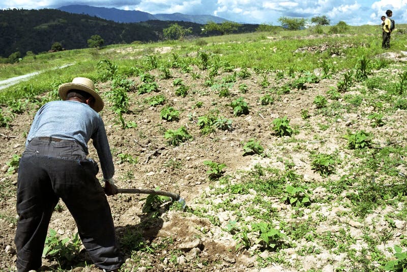 El viejo hombre indio guatemalteco trabaja su tierra con la azada fotos de archivo libres de regalías El viejo hombre indio guatemalteco trabaja su tierra con la azada fotos de archivo libres de regalías