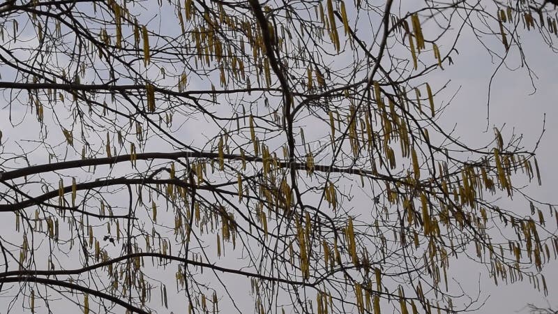 El viento empuja las ramas del avellano La floración de avellanas Ramificaciones contra el cielo