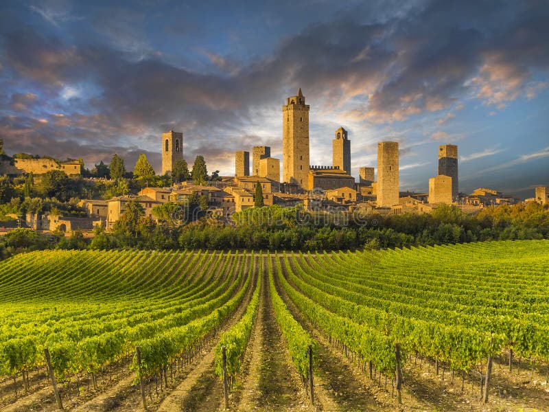 El viñedo cubrió las colinas de Toscana, Italia