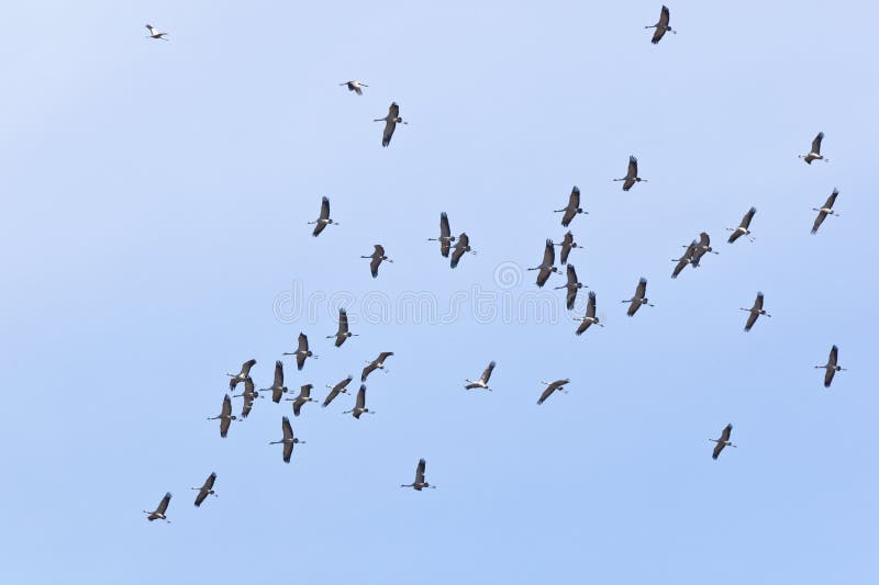 Grullas comunes volando fotos de archivo