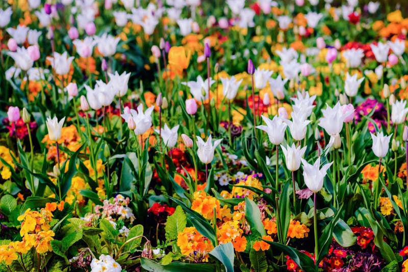 El wildflower y el tulipán de la floración del macizo de flores de la primavera mezclaron colorido fotos de archivo libres de regalías El wildflower y el tulipán de la floración del macizo de flores de la primavera mezclaron colorido fotos de archivo libres de regalías