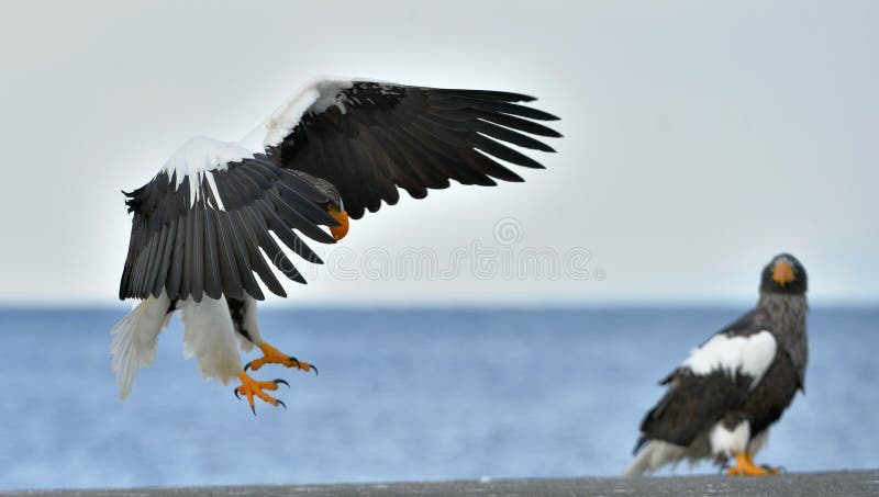El águila de mar adulta del ` s de Steller aterrizó y extensión del ala Nombre científico: Pelagicus del Haliaeetus imágenes de archivo libres de regalías El águila de mar adulta del ` s de Steller aterrizó y extensión del ala Nombre científico: Pelagicus del Haliaeetus imágenes de archivo libres de regalías