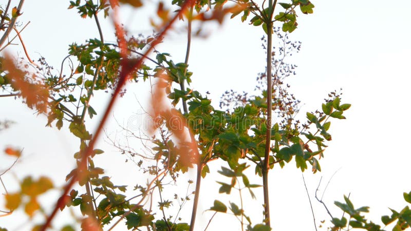 El ángulo bajo tiró de las plantas de la estepa que soplaban en el viento metrajes