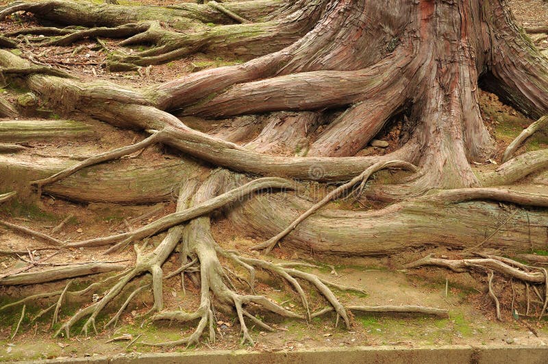 Ancient tree root pattern, intricate design. Ancient tree root pattern, intricate design.
