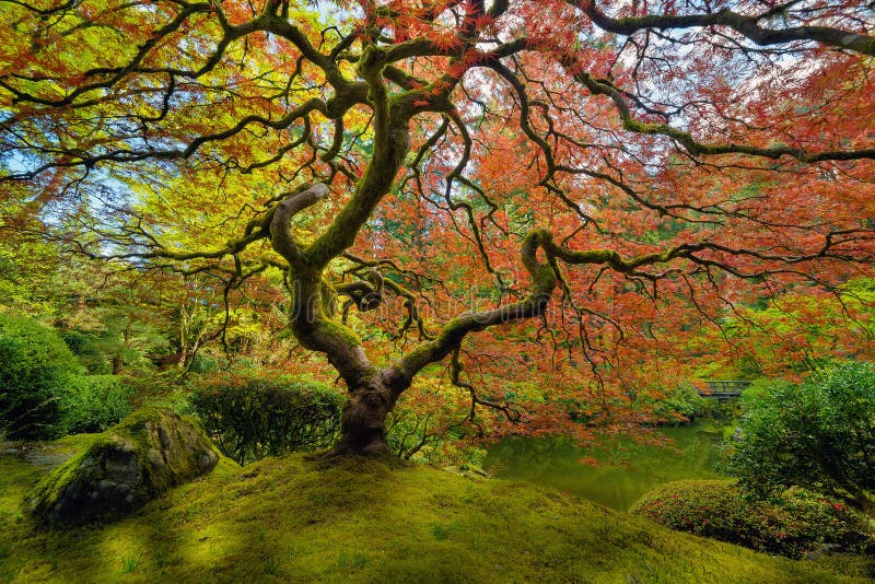 The red Japanese Maple tree at Portland Japanese Garden in spring. The red Japanese Maple tree at Portland Japanese Garden in spring