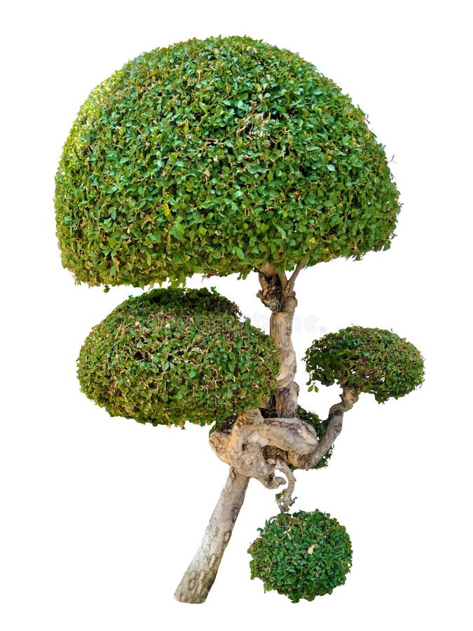 El árbol de las trayectorias de recortes, asper Lour de Streblus es nombre científico ilustración del vector El árbol de las trayectorias de recortes, asper Lour de Streblus es nombre científico ilustración del vector
