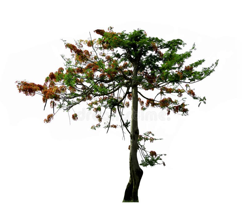 El árbol de llama, árbol tropical aislado en el fondo blanco foto de archivo libre de regalías El árbol de llama, árbol tropical aislado en el fondo blanco foto de archivo libre de regalías