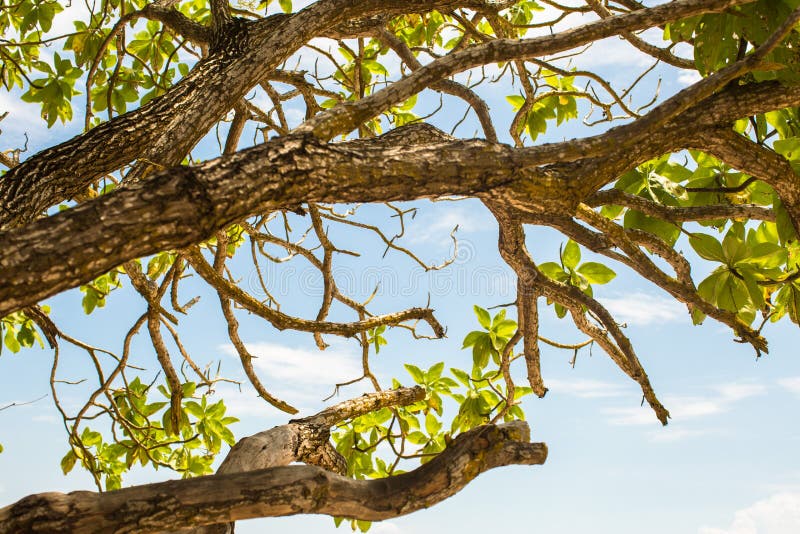 El árbol deja ramas con la opinión de la capa del océano en el fondo imágenes de archivo libres de regalías El árbol deja ramas con la opinión de la capa del océano en el fondo imágenes de archivo libres de regalías