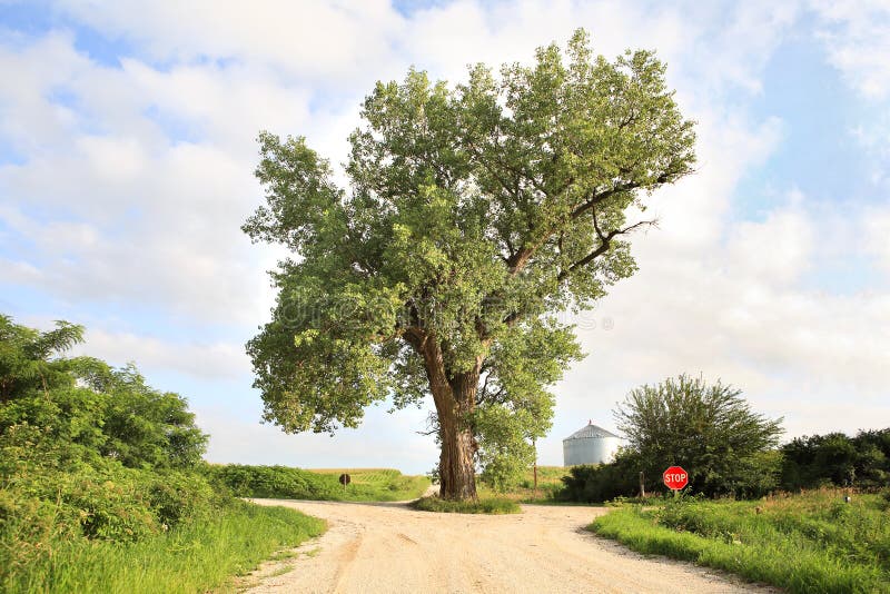 El árbol en el medio del camino foto de archivo libre de regalías El árbol en el medio del camino foto de archivo libre de regalías