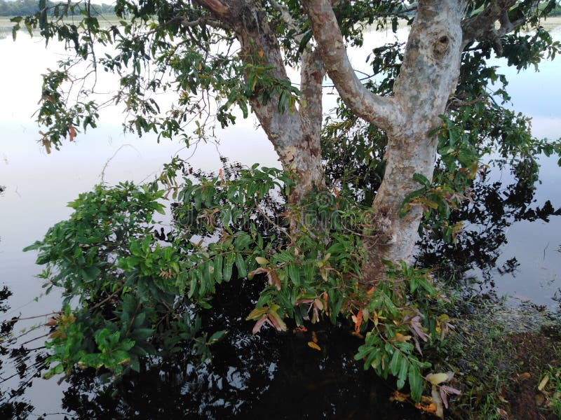 El árbol enorme rodeado por el agua este árbol llamó Kubuk en Sri Lanka foto de archivo El árbol enorme rodeado por el agua este árbol llamó Kubuk en Sri Lanka foto de archivo